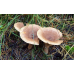 Мицелий Млечника серо-розового (Lactarius helvus)